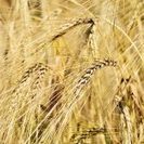 wheat-ndsu