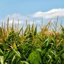 corn-field-ndsu