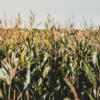 corn