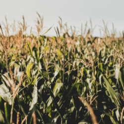 corn