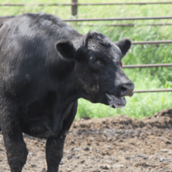 heat-stressed-cow