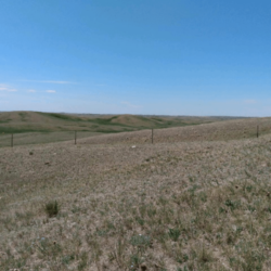ward-county-pasture-ndsu