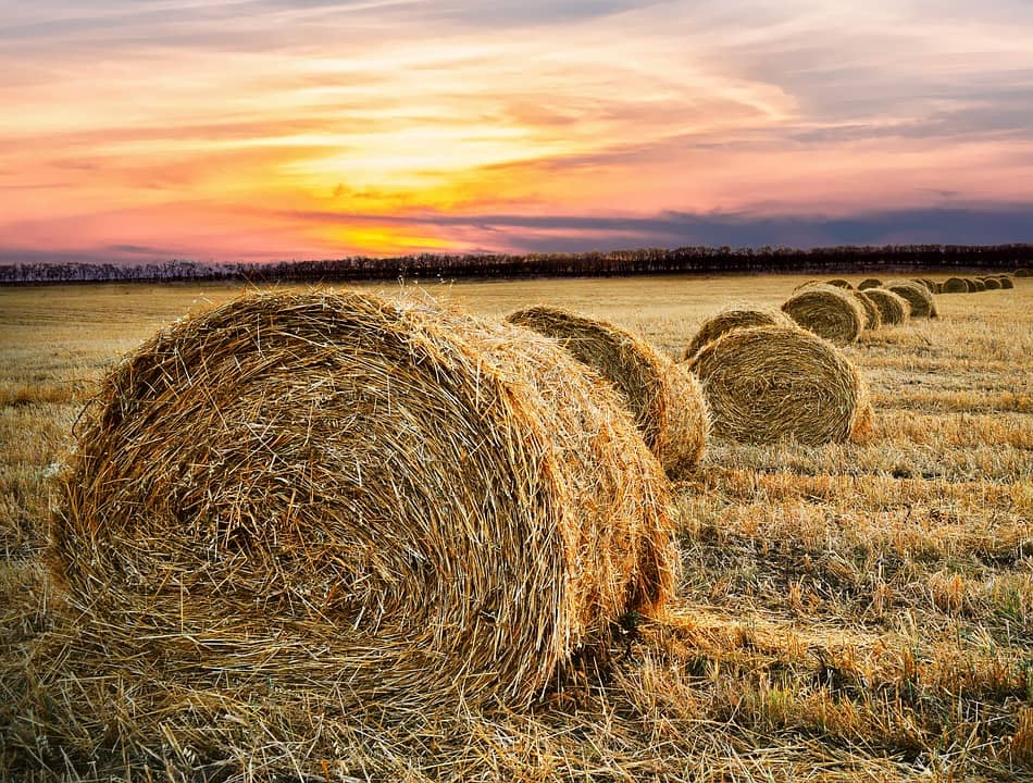 Over 1,000 Counties Approved for Emergency Haying and Grazing on CRP