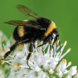 bumblebee