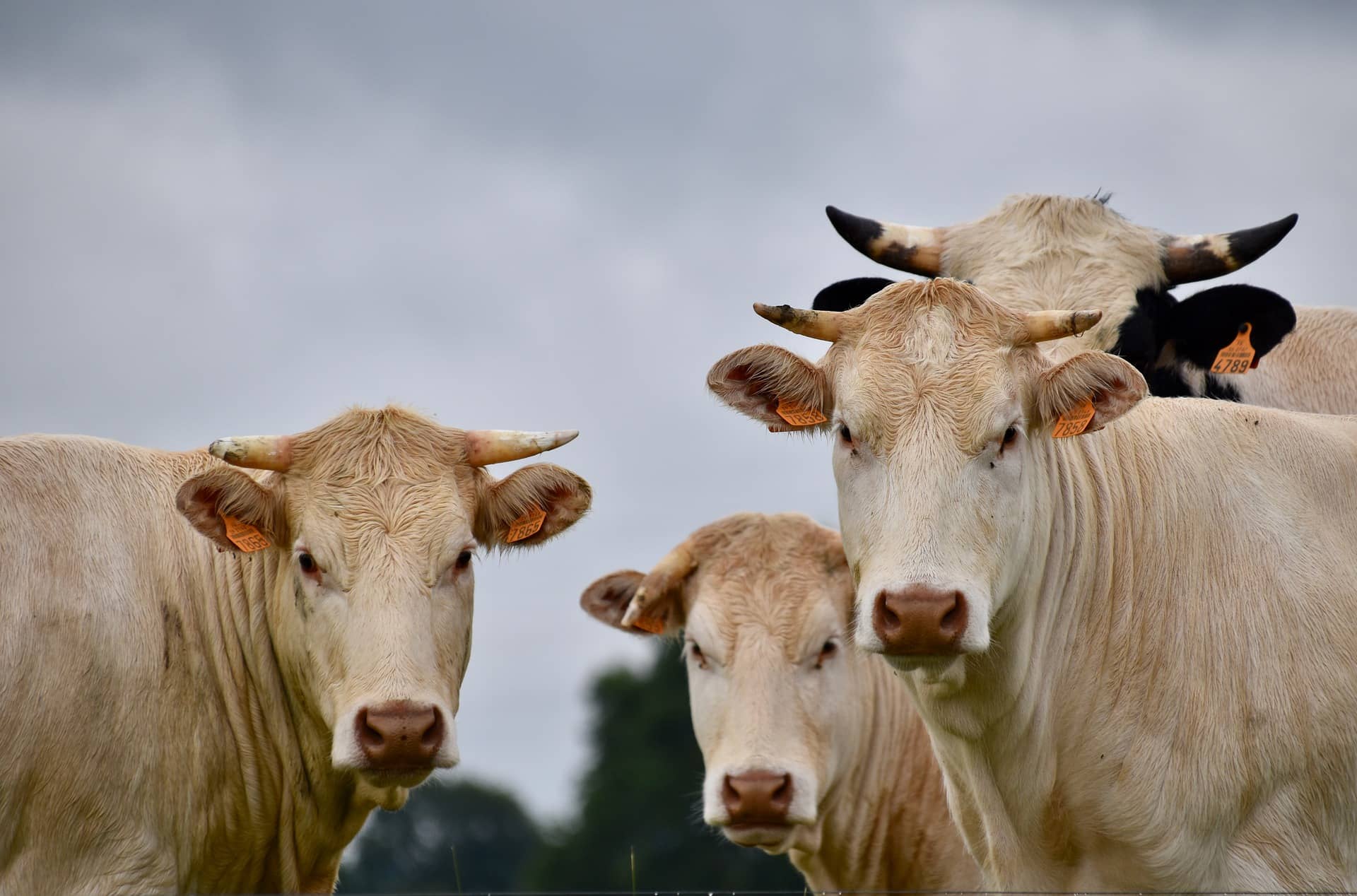 cows-g028290036_1920-jpg