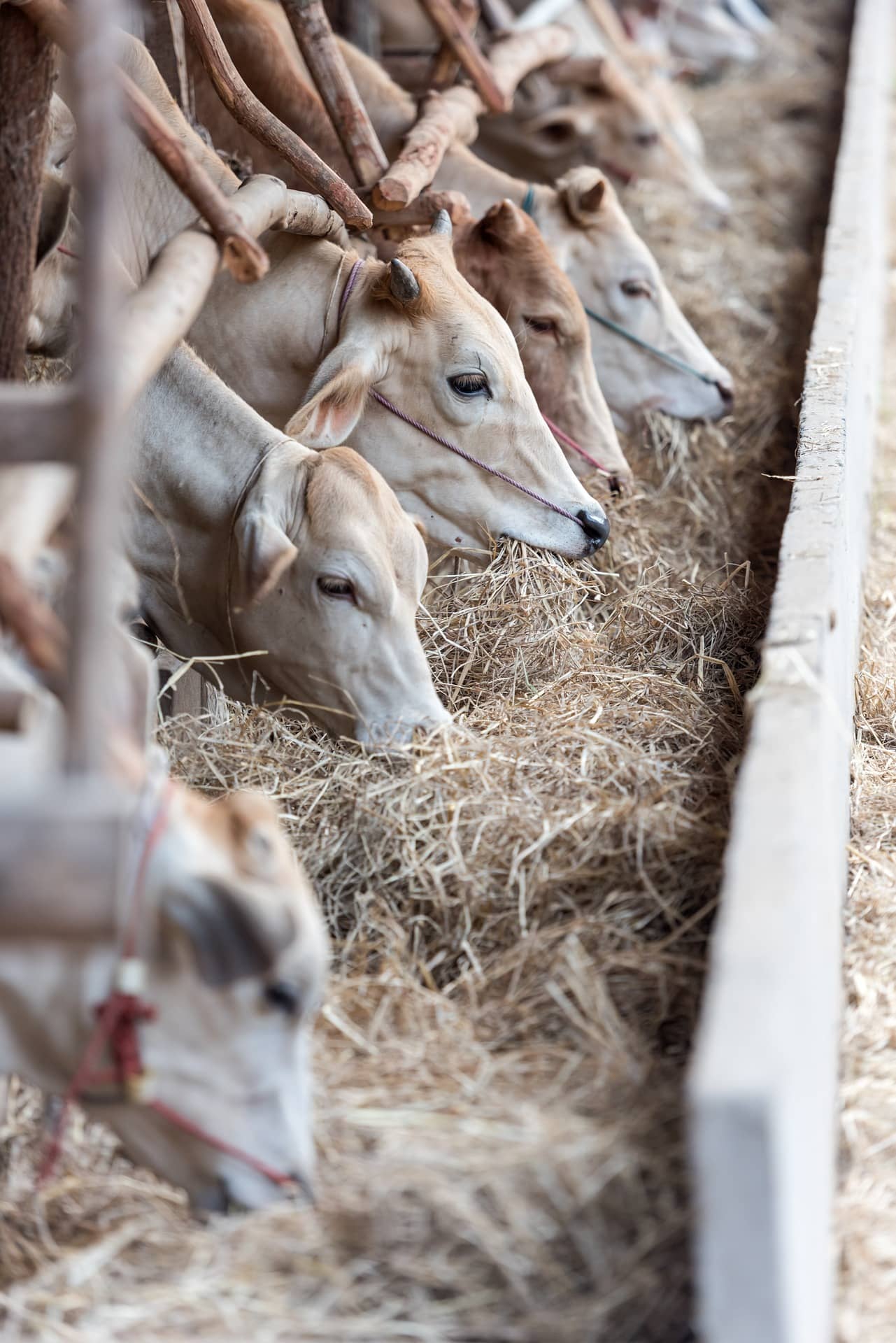 livestock-ge5a7f3aeb_1920-jpg