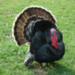 turkey-4