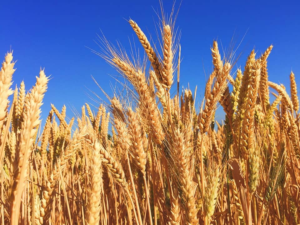 wheat-863392_960_720-jpg-2
