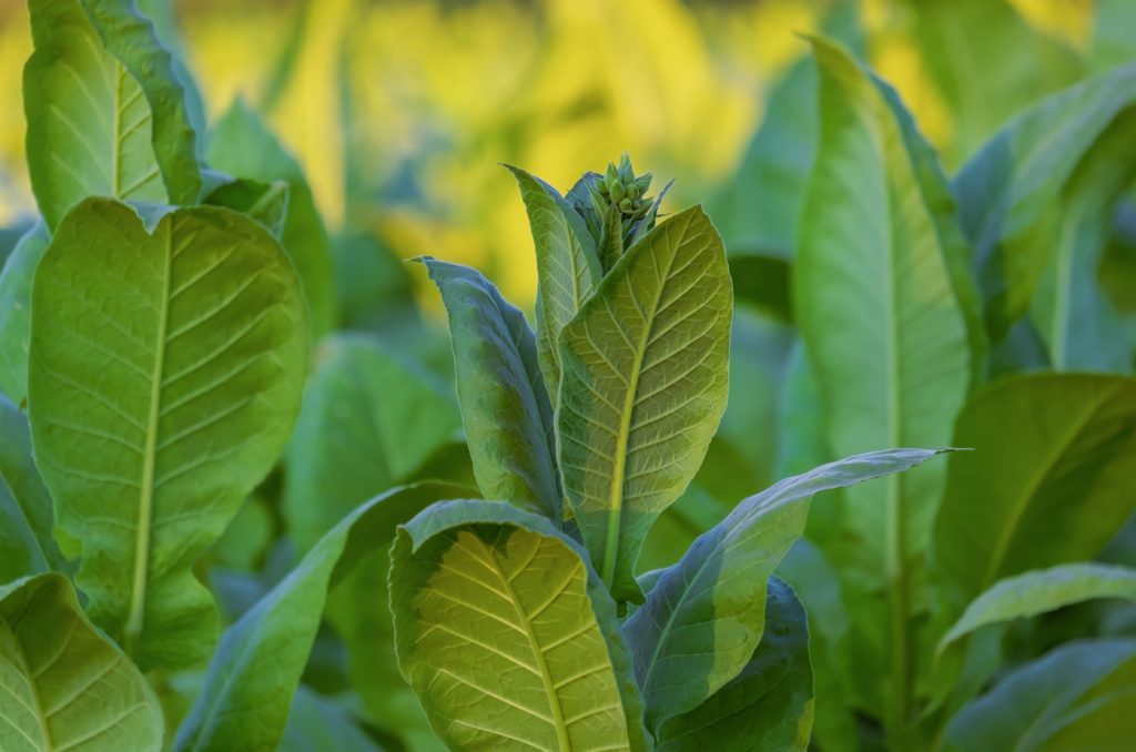 Tobacco: When Will This Crop Be Transplanted? - Vimarsana News