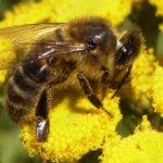 honeybee-jpg