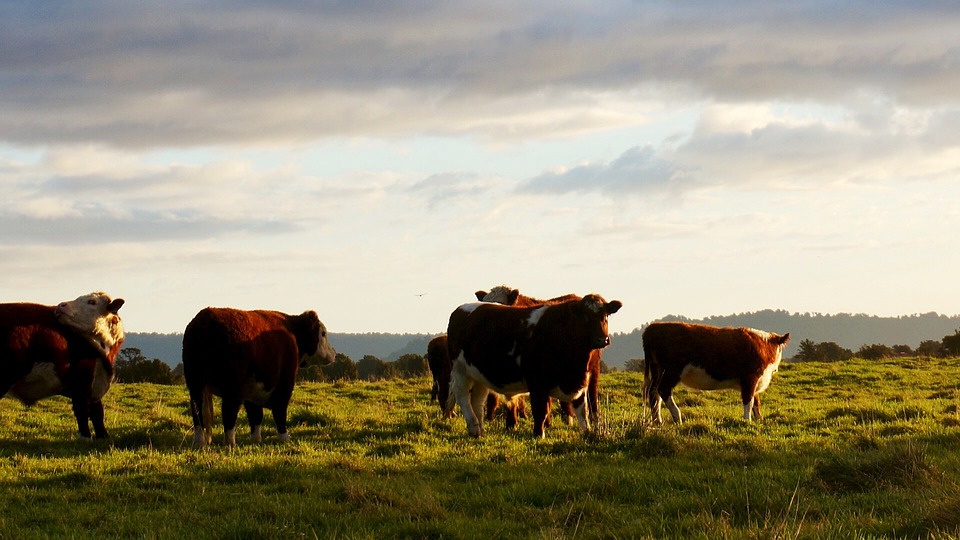 Cattle on Feed and Milk Production Down Slightly | KQLX