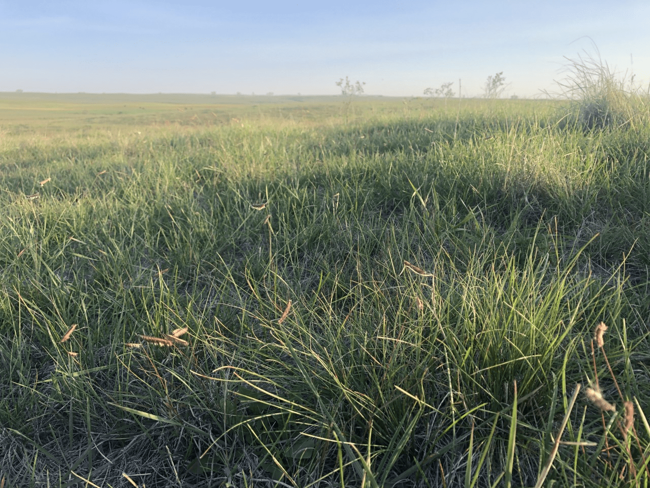 grass-png