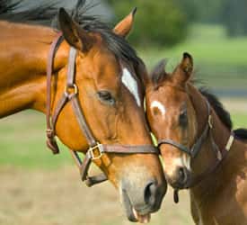 horse1-jpg