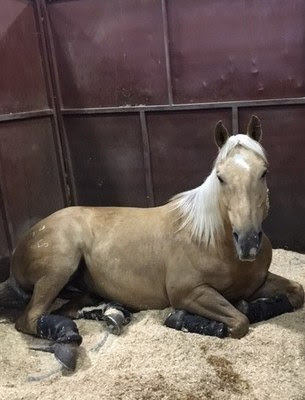 ndsu-extension-horse-jpg