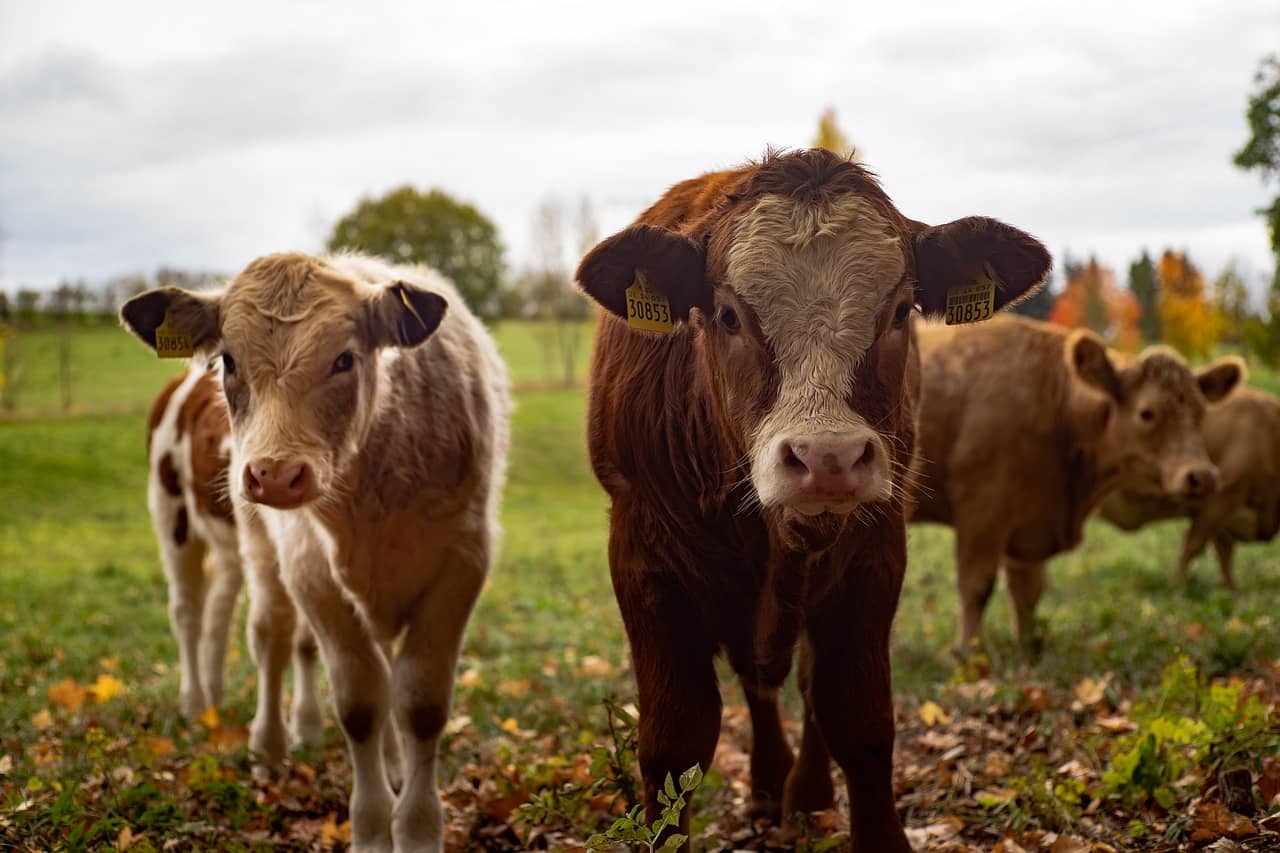 cows-4383468_1280-jpg