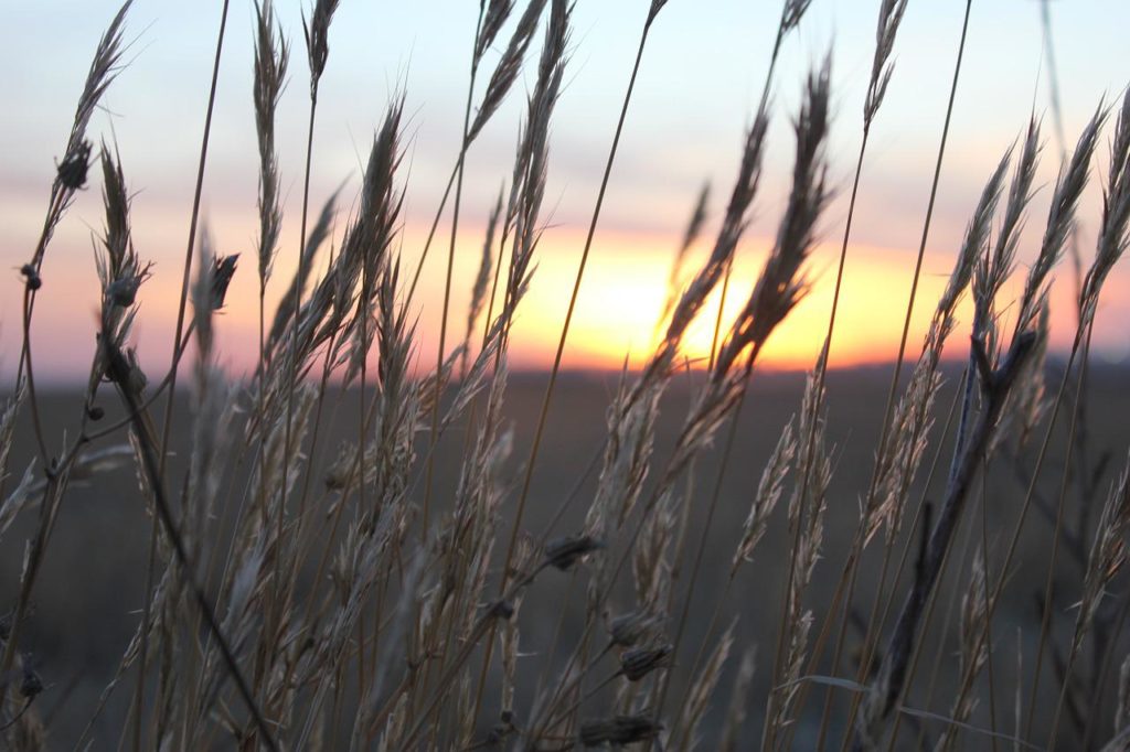 Winter Wheat Quality Still Behind 2021 Progress - Vimarsana News