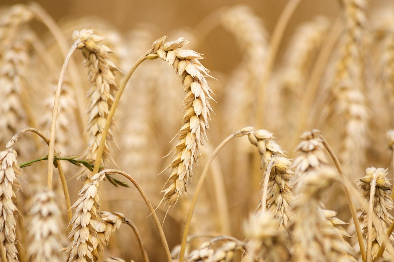 wheat-6536039_1280-jpg