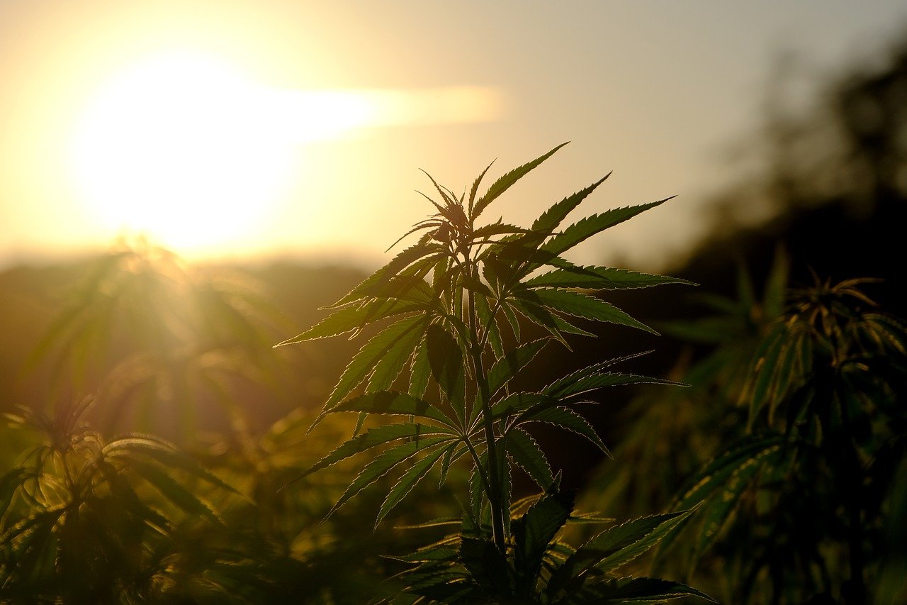 hemp-5375748_1280-jpg