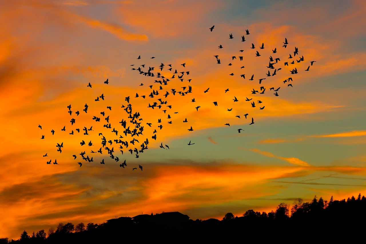 nature-4491066_1280-jpg