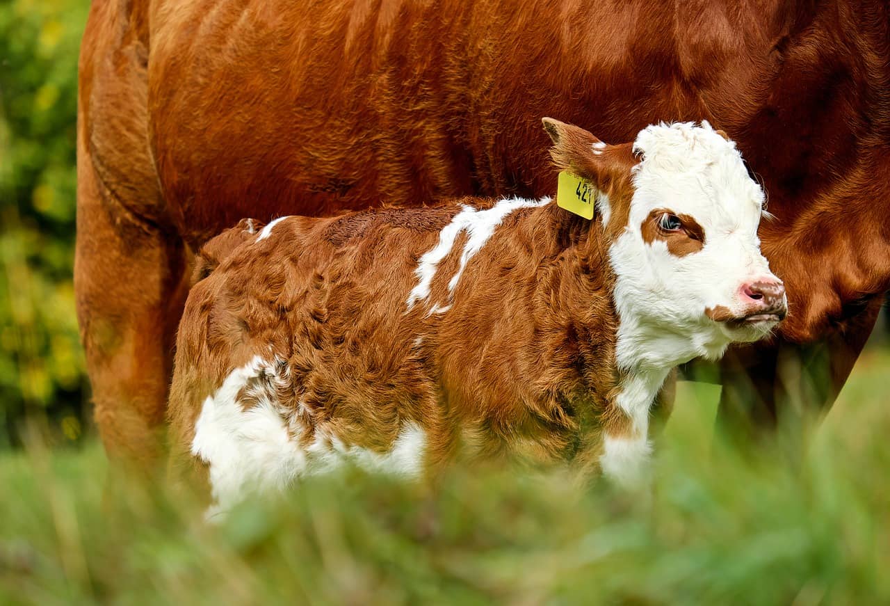 calf-2840961_1280-jpg