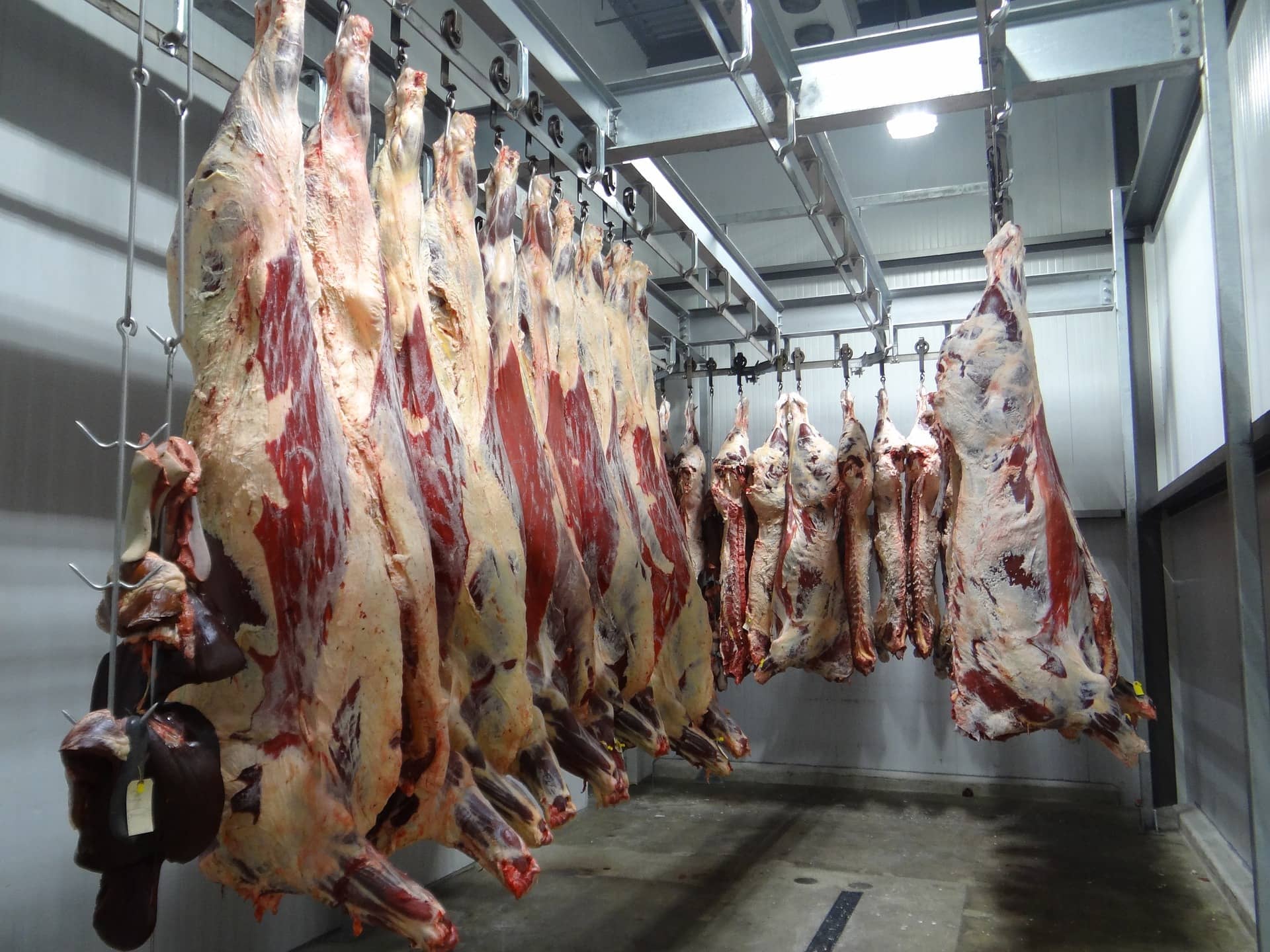 beef-1884301_1920-jpg-3