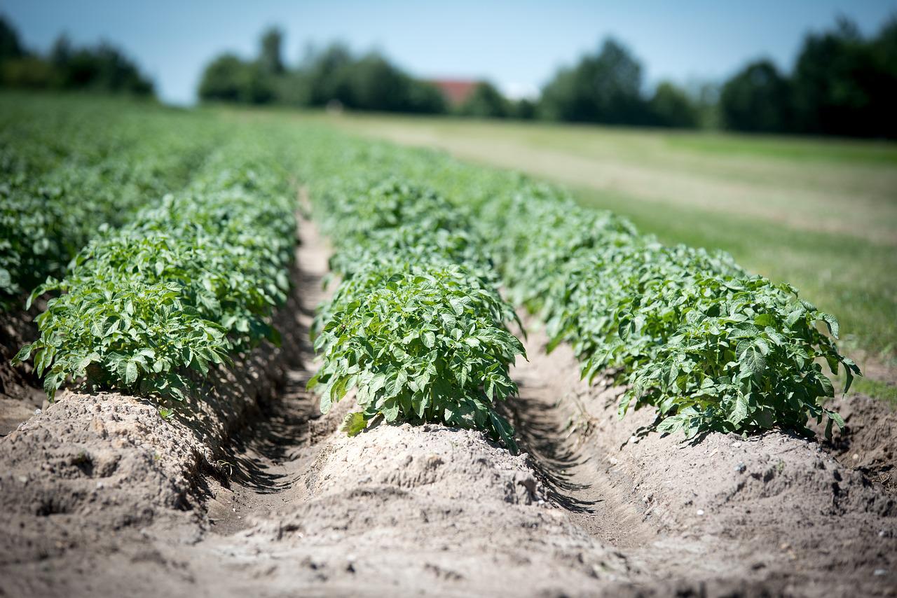 agriculture-2654157_1280-jpg