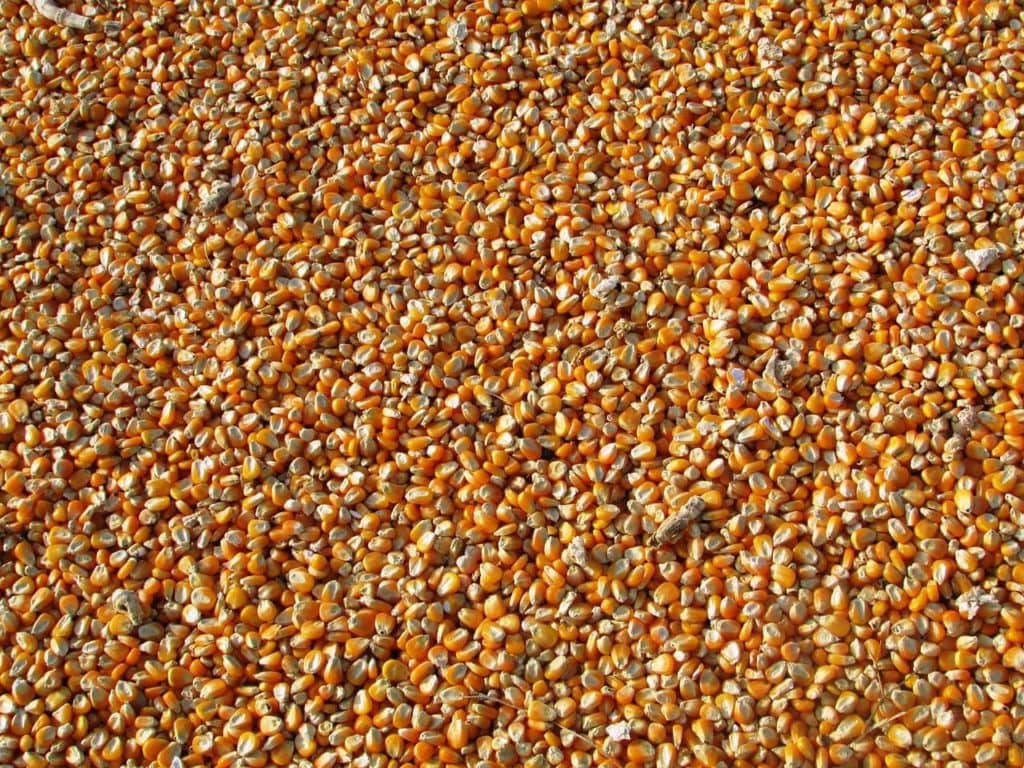 USGC Releases 2021/2022 Corn Export Cargo Quality Report - Vimarsana News