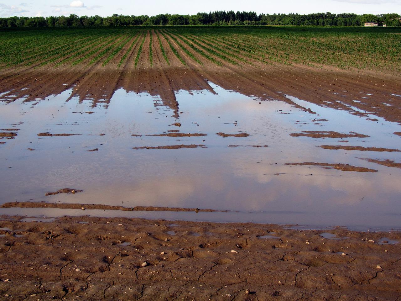 fields-406153_1280-jpg