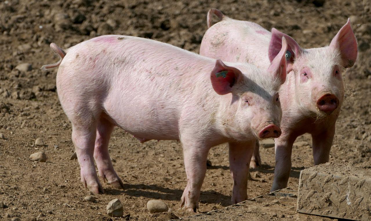 agriculture-4077998_1280-jpg