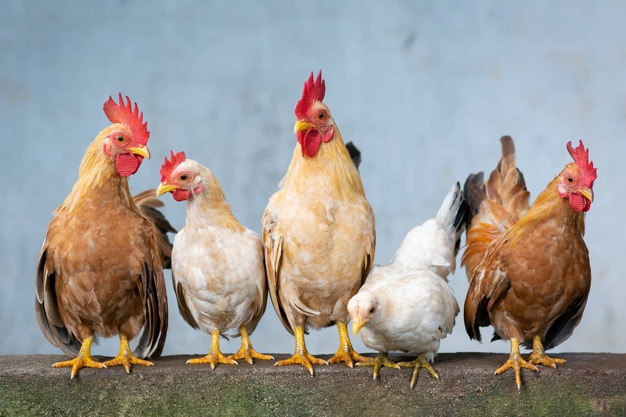 chicken-4849979_1280-jpg