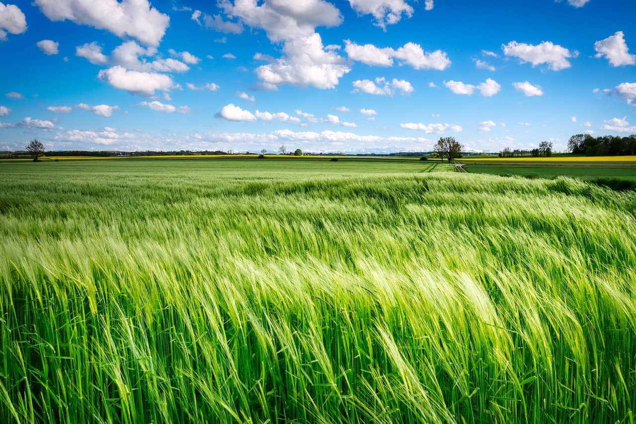 field-6289253_1280-jpg