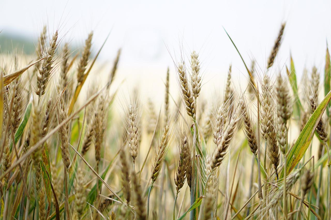 wheat-1556698_1280-jpg