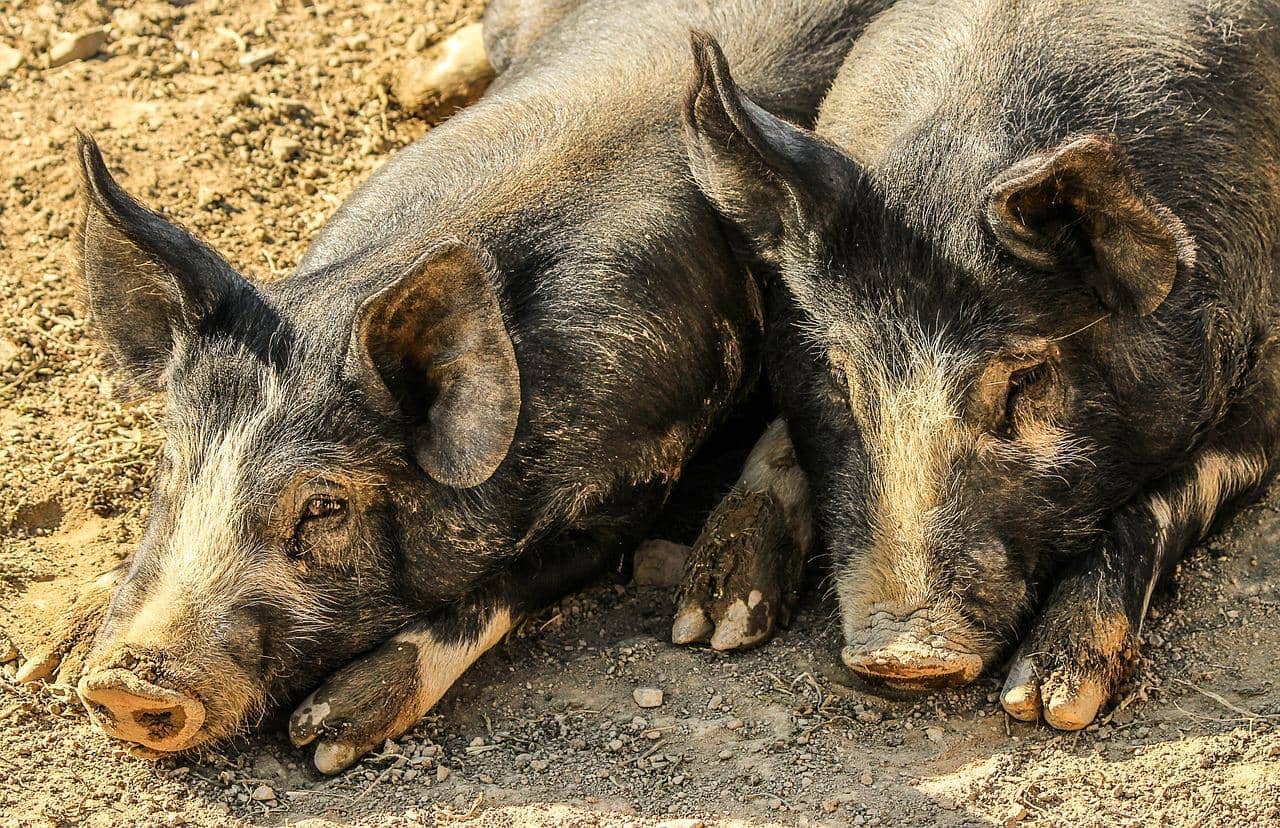 pigs-202000_1280-jpg