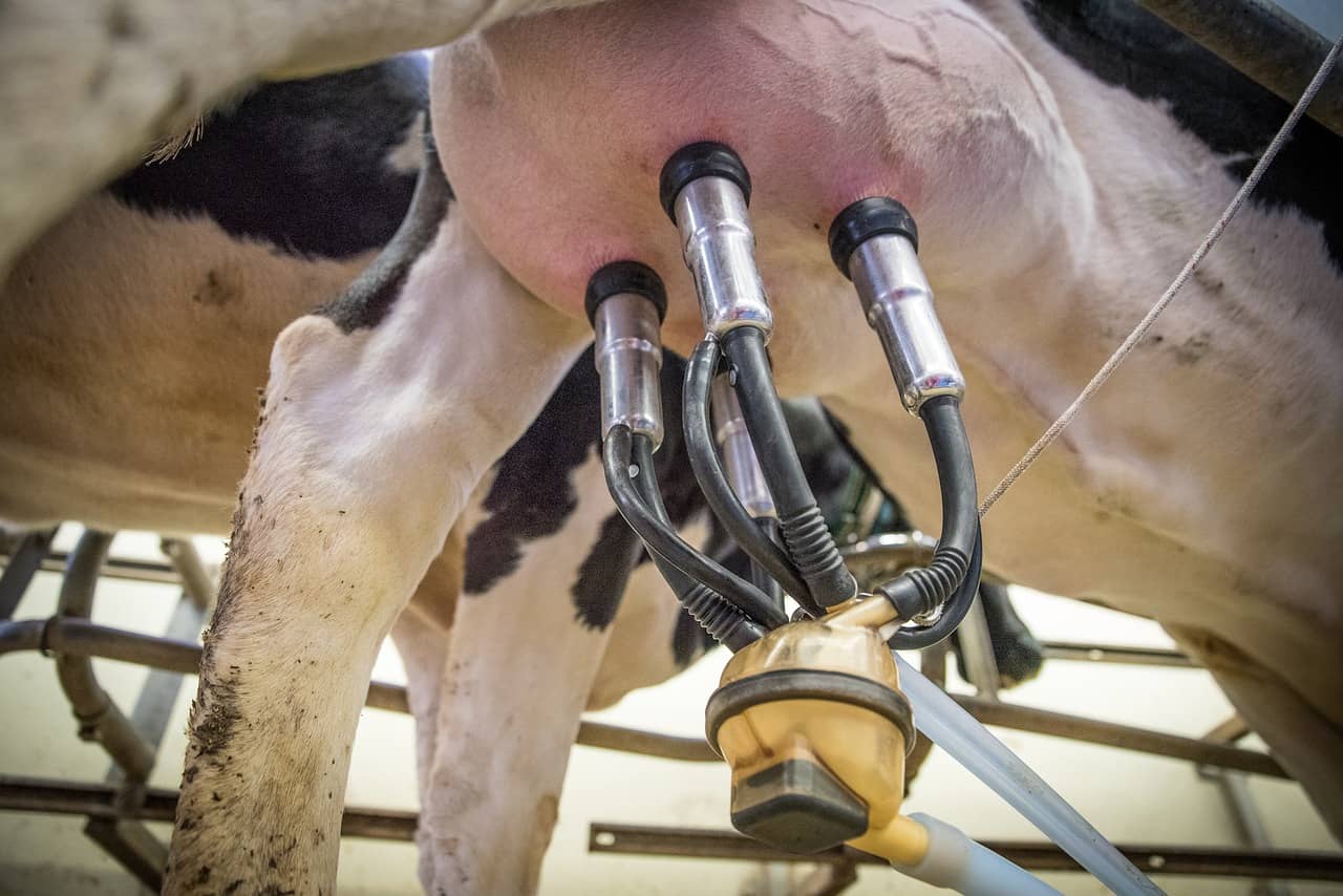 milk-3455395_1280-jpg