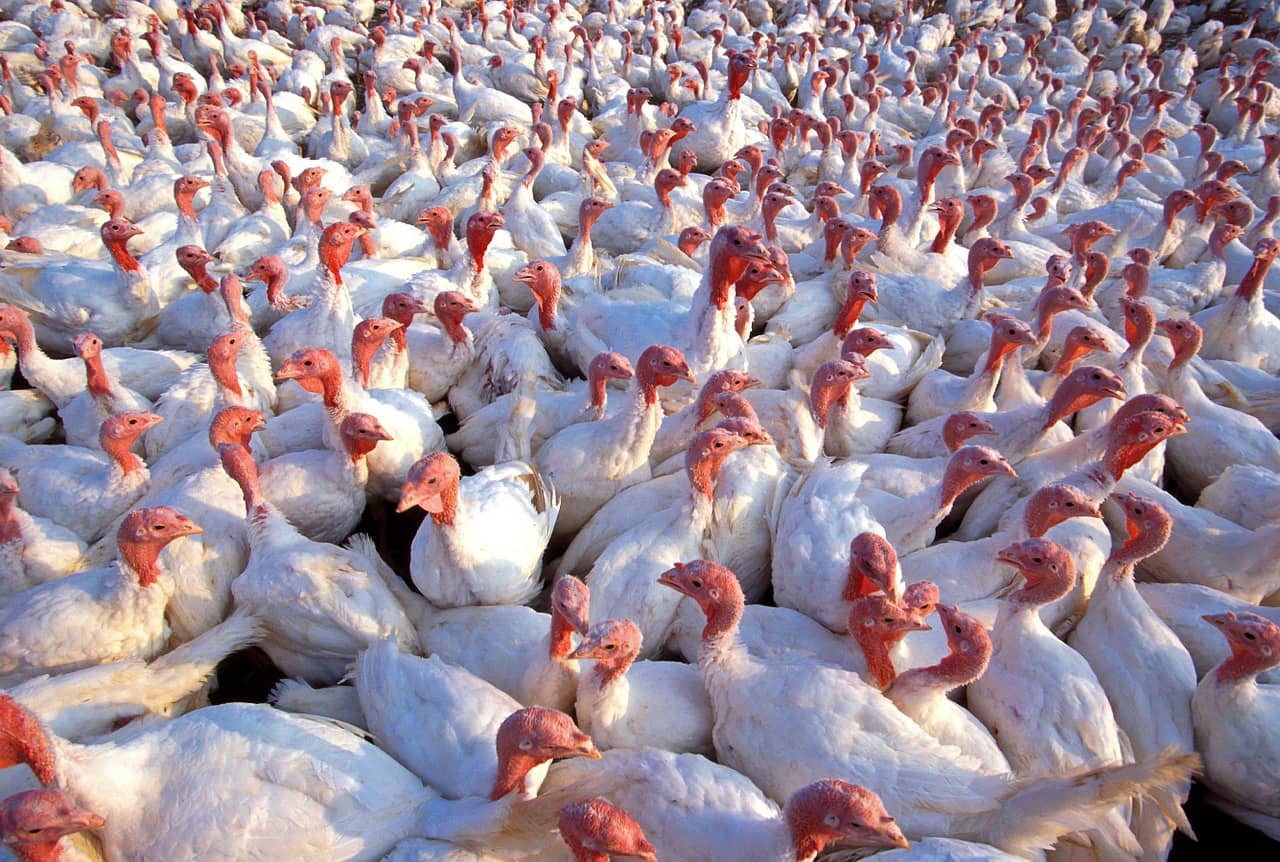 turkeys-139713_1280-jpg