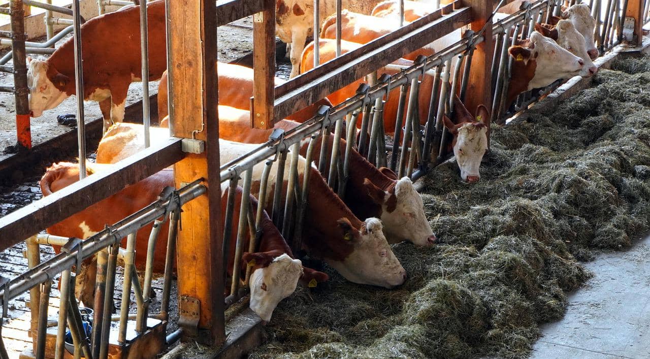 cowshed-4464199_1280-jpg-2