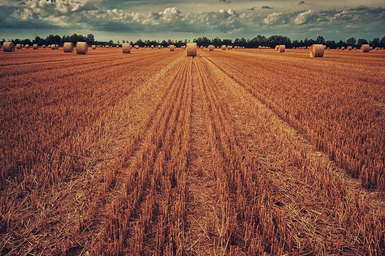 field-3186902_1280-jpg
