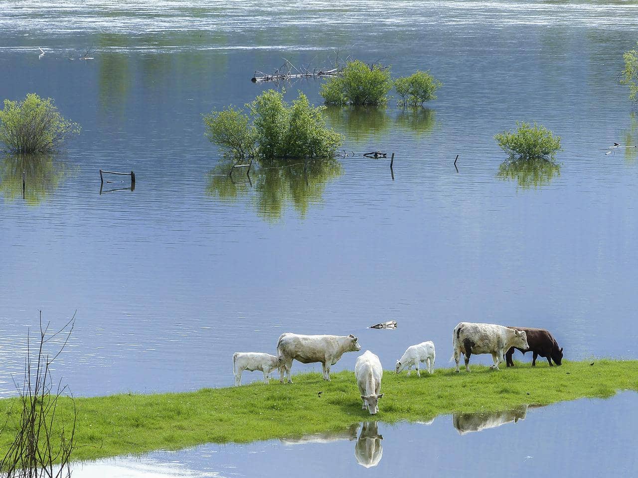 cows-358959_1280-jpg