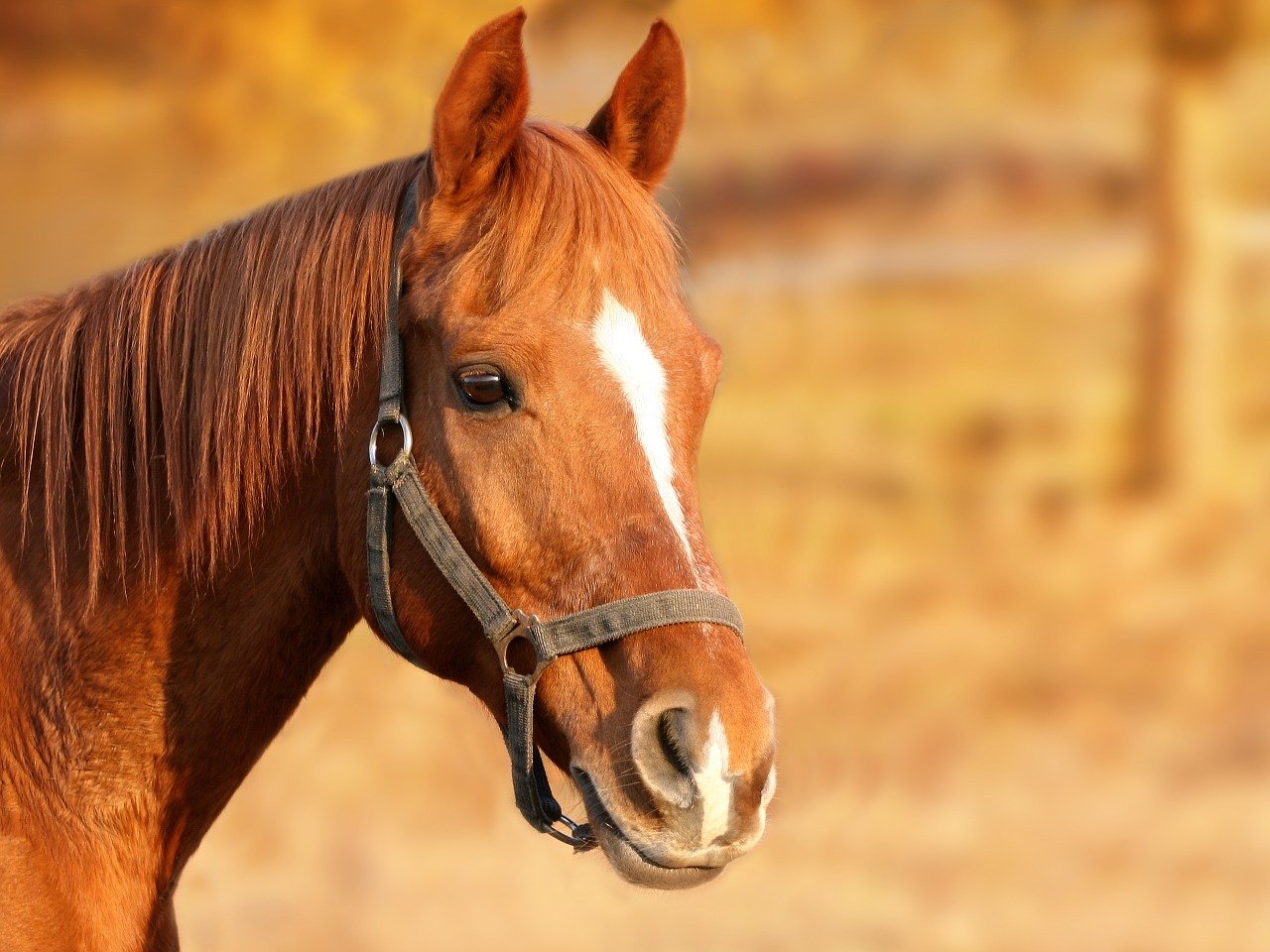 horse-1201143_1280-jpg
