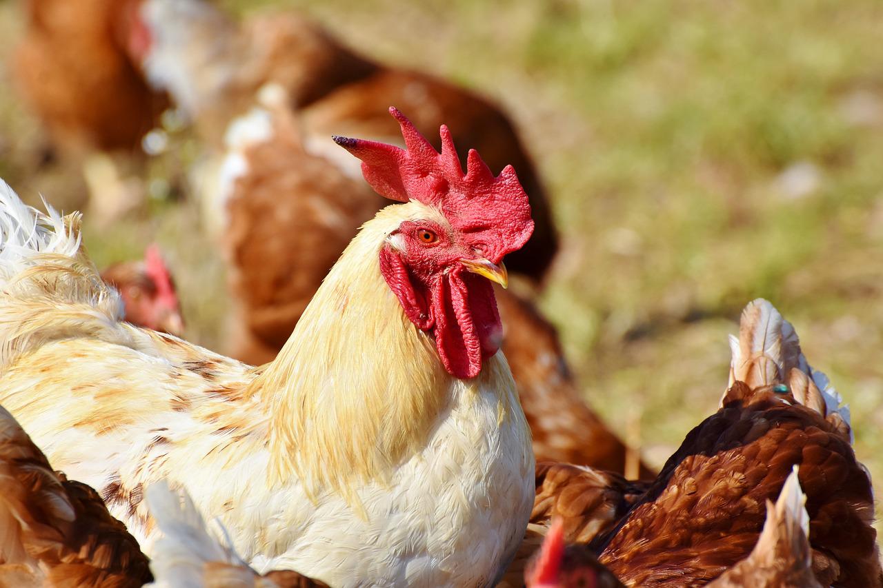 chickens-3607866_1280-jpg-2