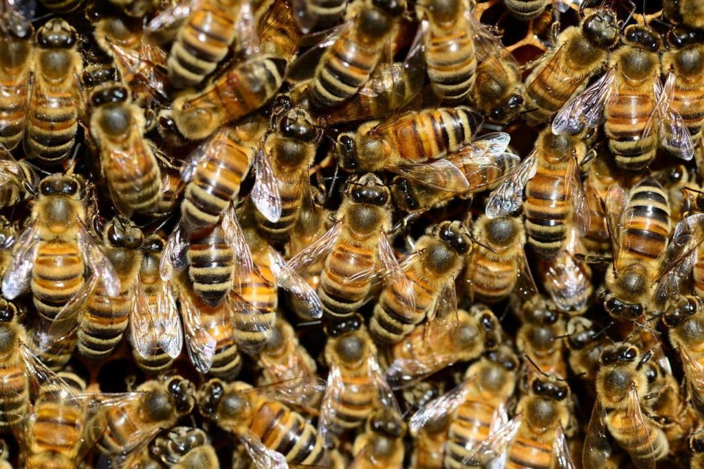 Managing Habitat for Flowering Plants May Mitigate Climate Effects on Bees - Vimarsana News