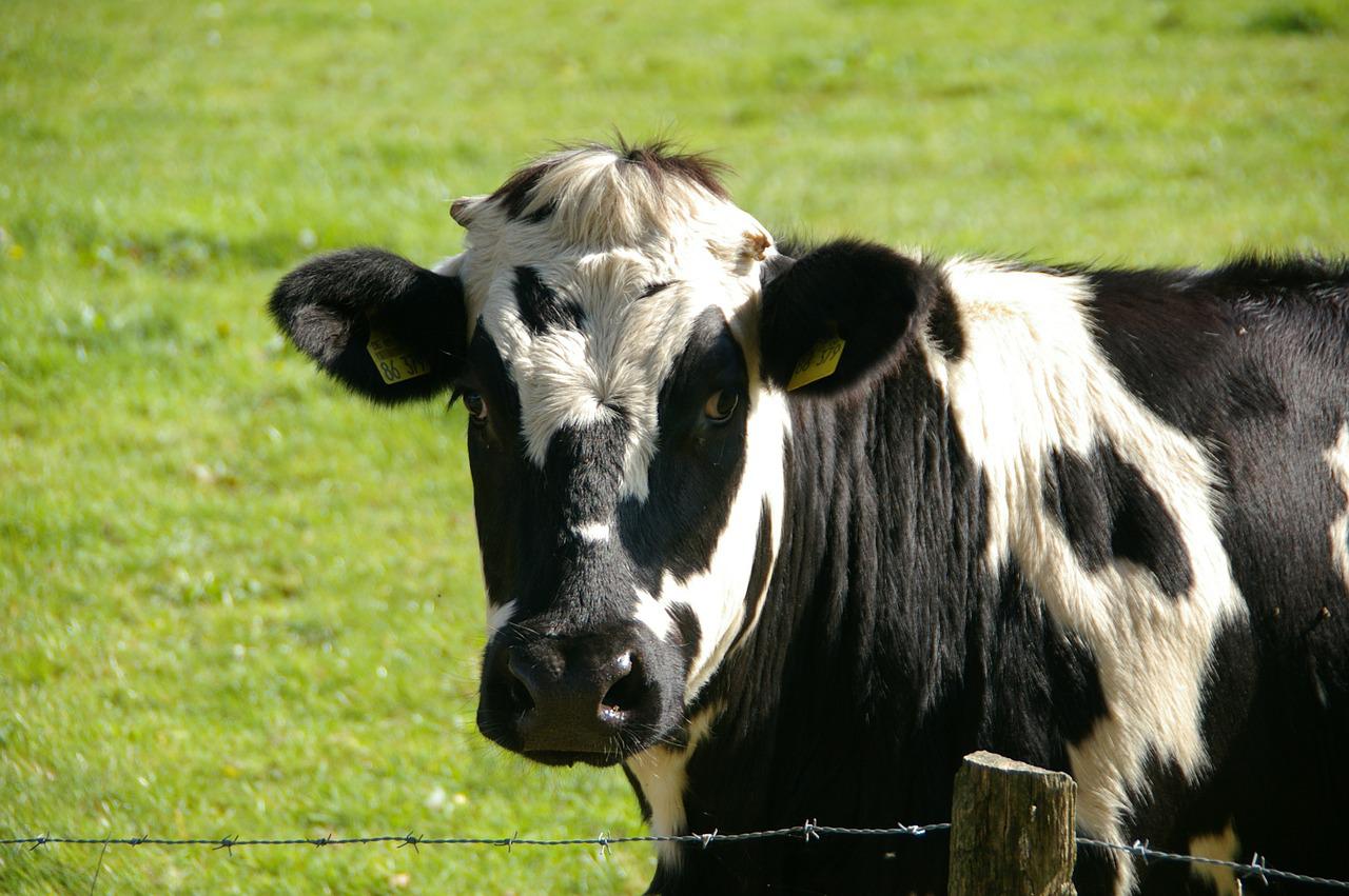 cow-234835_1280-jpg