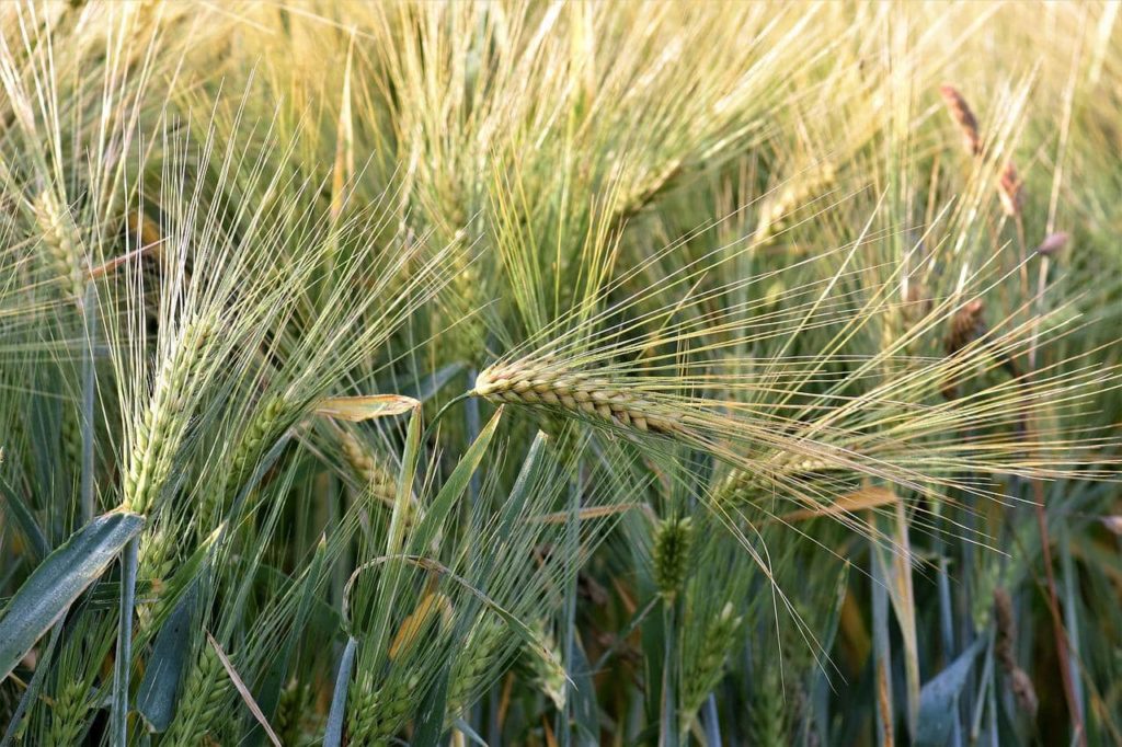 Weekly Crop Progress Report – U.S. - Vimarsana News