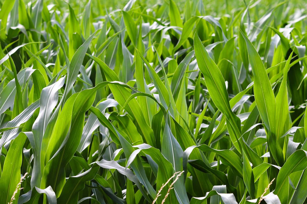 cornfield-5367154_1280-jpg-2