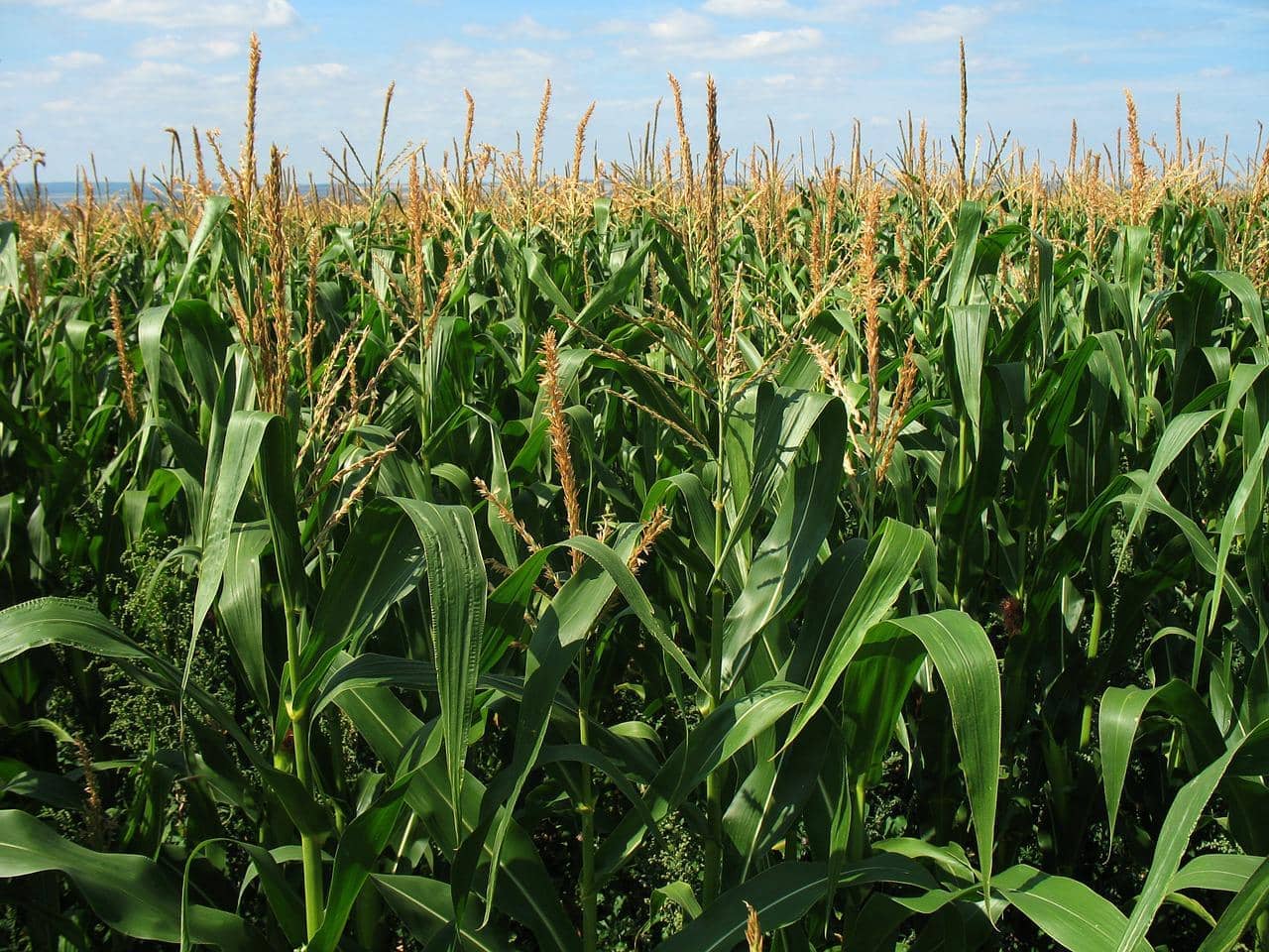 corn-field-1935_1280-jpg-2