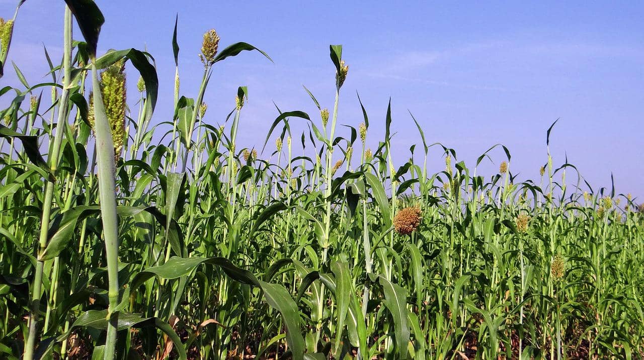 sorghum-274432_1280-jpg-2