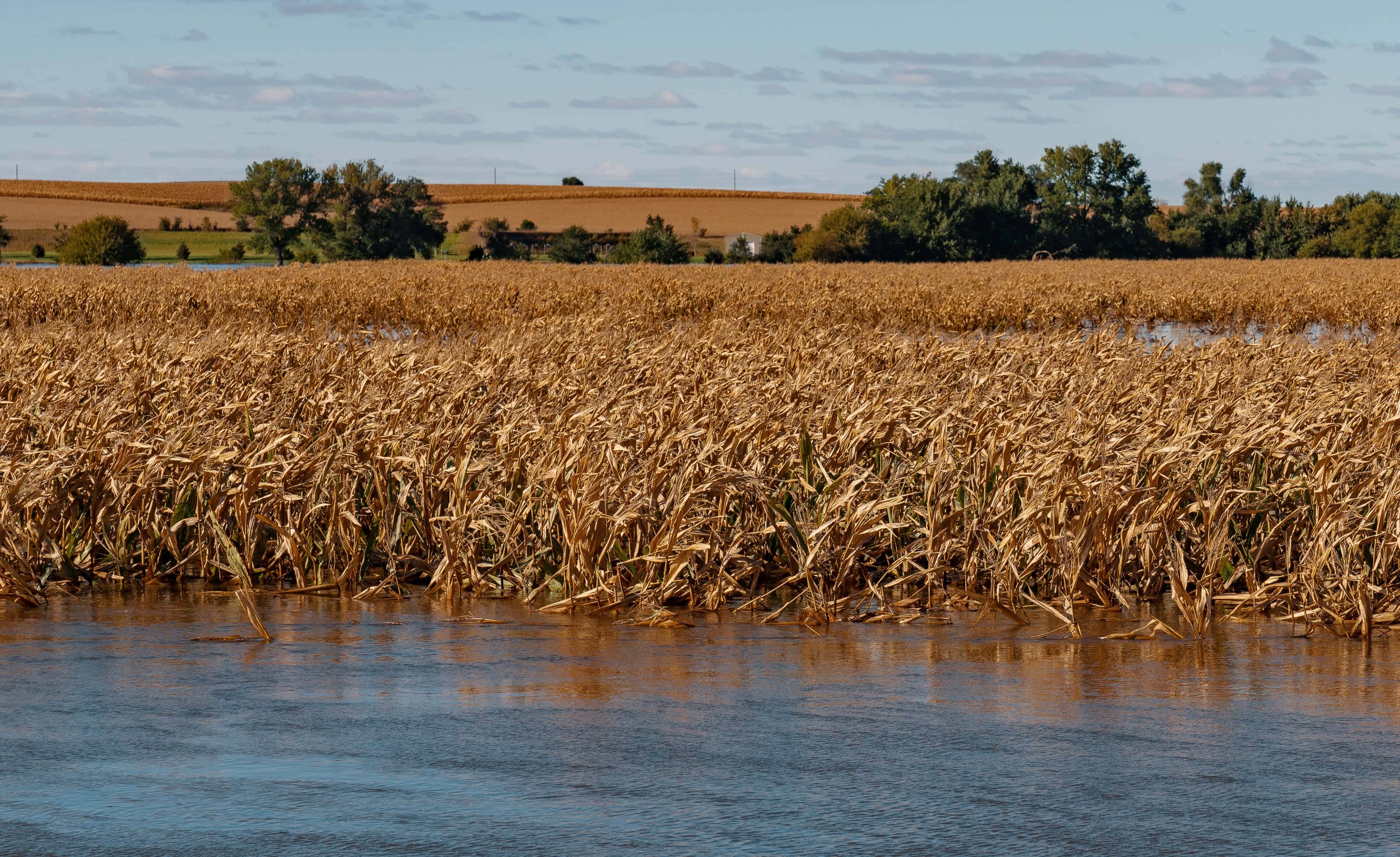 flooded-corn-jpg