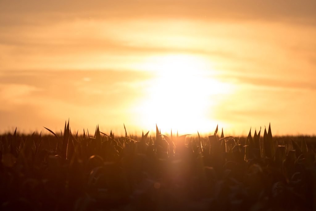 Row Crop Tour Set for Sept. 1 at Carrington - Vimarsana News