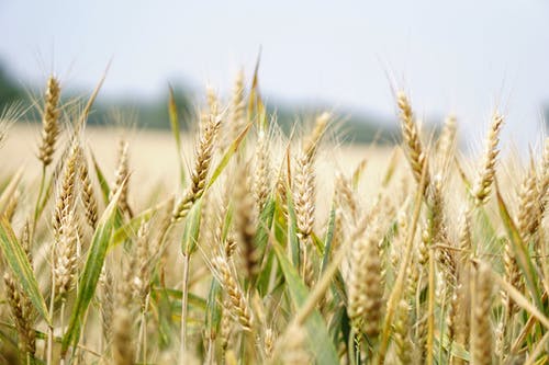 wheat-jpeg