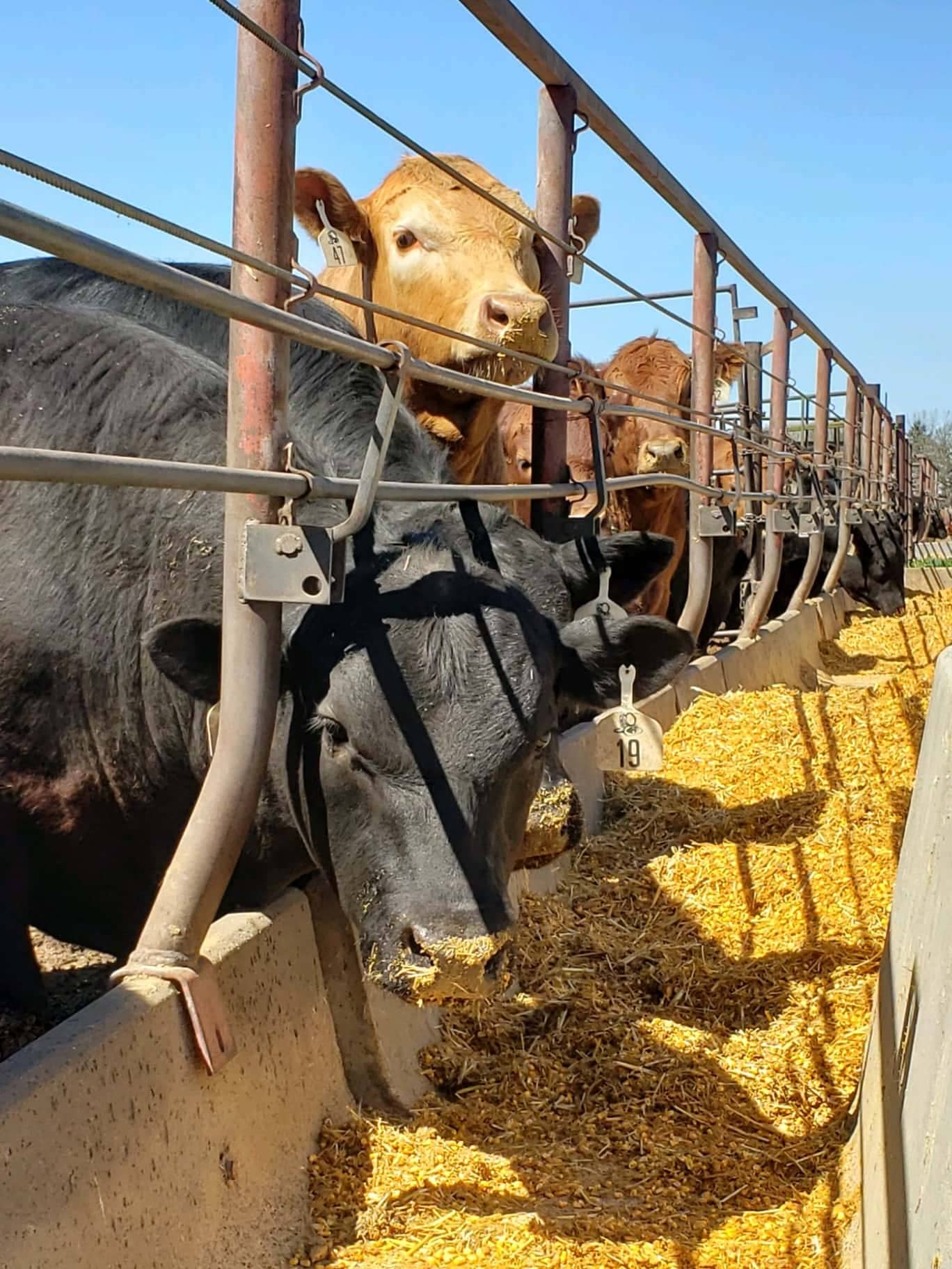 carrington-steers-ndsu-photo-jpg